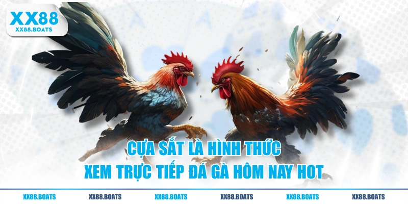 Cựa sắt là hình thức xem trực tiếp đá gà hôm nay hot