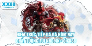 Xem Trực Tiếp Đá Gà Hôm Nay Chất Lượng Full HD 4K+ Ở XX88
